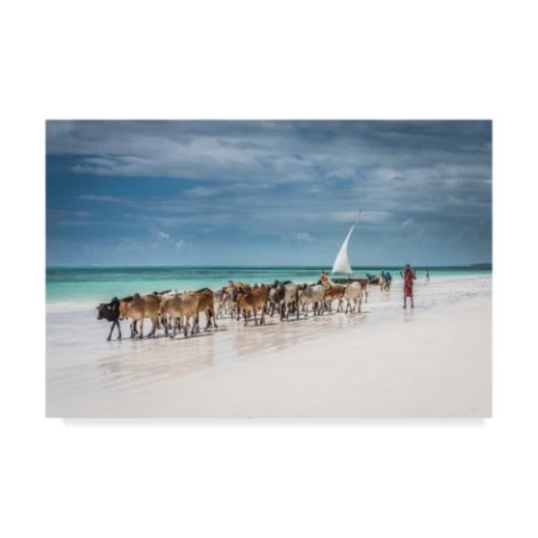 Jeffrey C Sink 'Masai Cattle On Zanzibar Beach' Canvas Art, 22x32, Trademark Fine Art, Mfr#: 1X08031-C2232GG